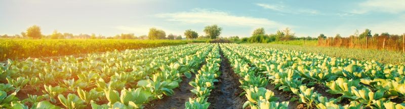 Solicitar devolución de IVA por actividades agropecuarias y silvícolas