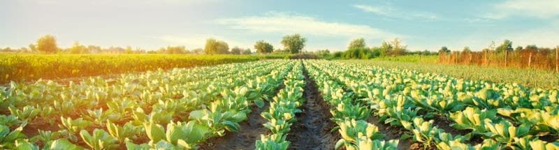 Beneficio para agricultores y ganaderos en Sinaloa por heladas