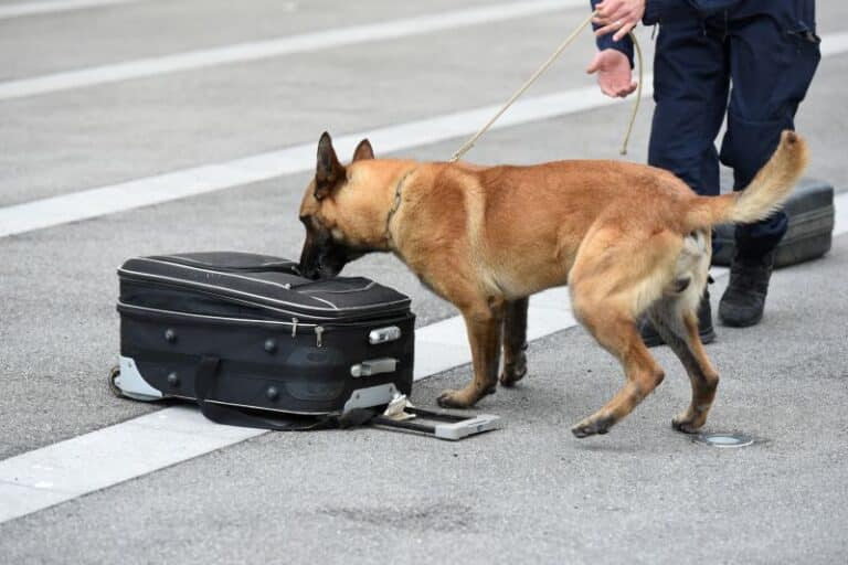 La Unidad Canina de Aduanas Historia y reconocimiento internacional
